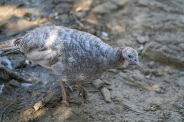 Turkeys walk and forage under bright daylight