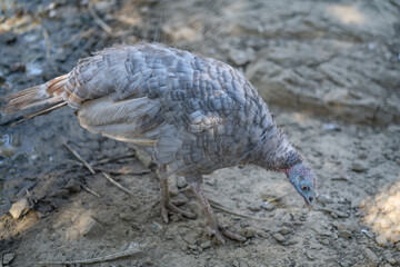 Turkeys walk and forage under bright daylight