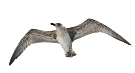 Juvenile Audouin's Gull flying, (Ichthyaetus audouinii) isolated on white background