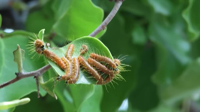 Swarm of hairy caterpillars are eating green leaf