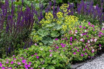 Obraz premium Blooming geranium, lady's-mantle (alchemilla mollis) and sage (salvia) blossoms in a lush garden border