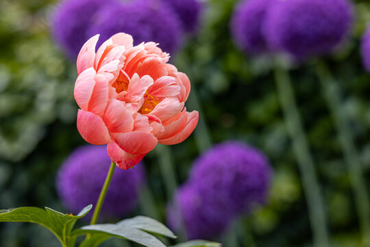 Coral charm peony (peonia) blooming in a garden with purple alliums in blurred background