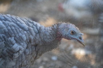 Turkeys walk and forage under bright daylight