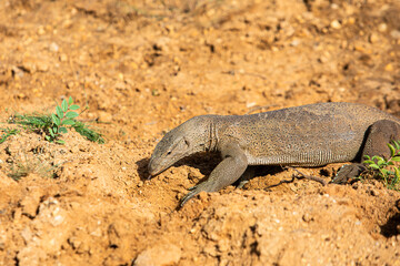 monitor lizard digs sand in search of food