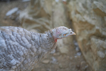 Turkeys walk and forage under bright daylight