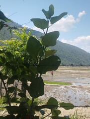 mountain landscape with trees