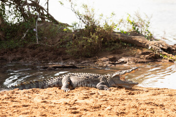 a crocodile with its mouth open lies on the river bank