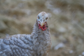 Turkeys walk and forage under bright daylight