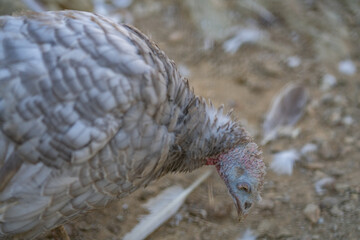 Turkeys walk and forage under bright daylight