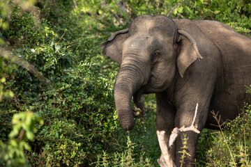 Fototapeta premium elephant in the wild, elephant looking for food, elephant sri lanka