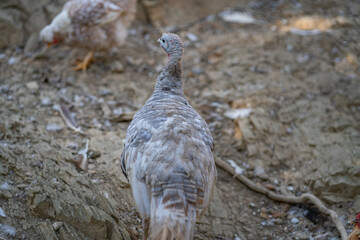 Turkeys walk and forage under bright daylight