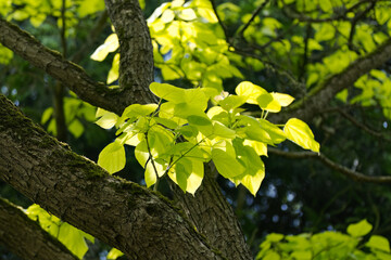 beautiful bright leaves of the trumpet tree in spring, the fresh green leaves sprout on the trumpet tree, the sun shines on thick branches and leaves Catalpa bignonioides