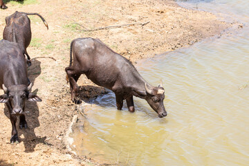Obraz premium Asian buffalos at a watering hole