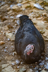 Turkeys walk and forage under bright daylight