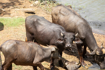 Asian buffalos at a watering hole