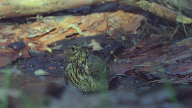 Tree Pipit (Anthus trivialis) splashing in the water. 
