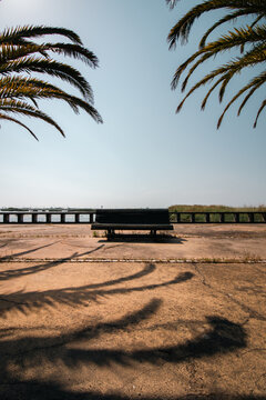 Empty Bench on a Sunny Seaside Promenade Framed by Palm Trees