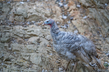 Turkeys walk and forage under bright daylight