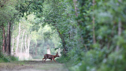 Roe deer buck walking in a forest path at the start of the day. Capreolus capreolus, Sologne, Loiret 45, région Centre Val de Loire, France, European Union, Europe