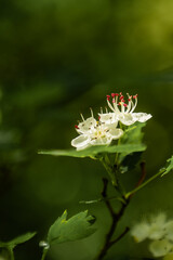Close-Up of Tree Flower