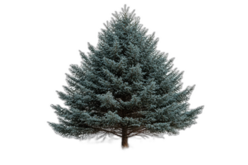 Small blue fir tree with delicate needles and a compact shape isolated on transparent background.