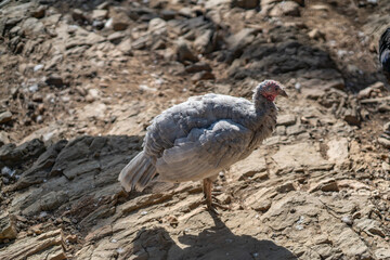 Turkeys walk and forage under bright daylight