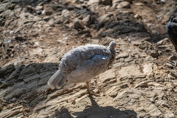 Turkeys walk and forage under bright daylight