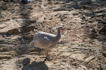 Turkeys walk and forage under bright daylight