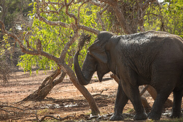 elephant throws mud on itself with its trunk
