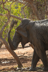elephant in the jungle throws mud on itself