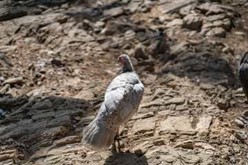 Turkeys walk and forage under bright daylight