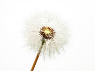 Fototapeta premium Floating Dandelion Seed - White Background Isolation