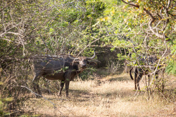 carabao, asian buffalo in the wild
