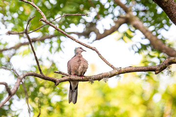 spotted dove sitting on a branch