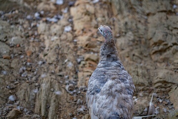 Turkeys walk and forage under bright daylight
