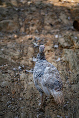 Turkeys walk and forage under bright daylight