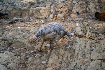 Turkeys walk and forage under bright daylight