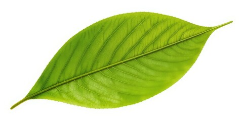 Majestic Isolated Leaf, Natural Design Element