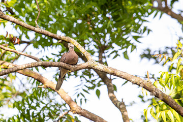 spotted dove sitting on a branch