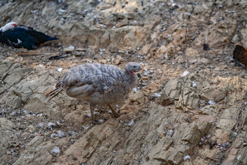 Turkeys walk and forage under bright daylight