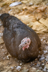 Turkeys walk and forage under bright daylight