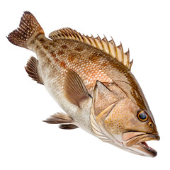 Naklejka premium fish isolated on white background, Brown Spotted Grouper Fish Swimming In The Ocean 