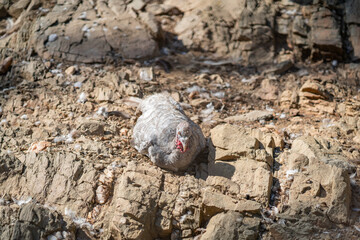 Turkeys walk and forage under bright daylight