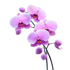 A vibrant arrangement of purple orchids with delicate petals and intricate details. cut out. transparent background