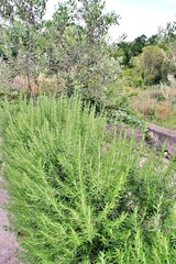 rosemary bush, essential plant, green garden herbs