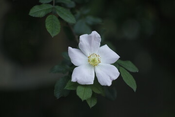 Obraz premium Flower blossom