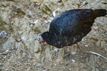 Turkeys walk and forage under bright daylight