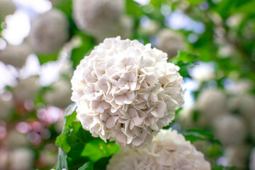 Viburnum opulus roseum, snowball viburnum is a large deciduous shrub bending under the weight of...