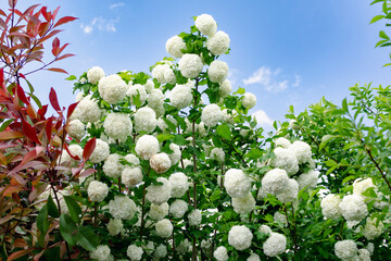 Viburnum opulus roseum, snowball viburnum is a large deciduous shrub bending under the weight of...