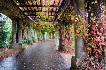 Colonnade walkway with ivy columns and fallen leaves in Wroclaw, Poland